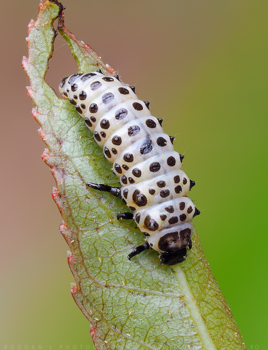 Chrysomela populi (larva)