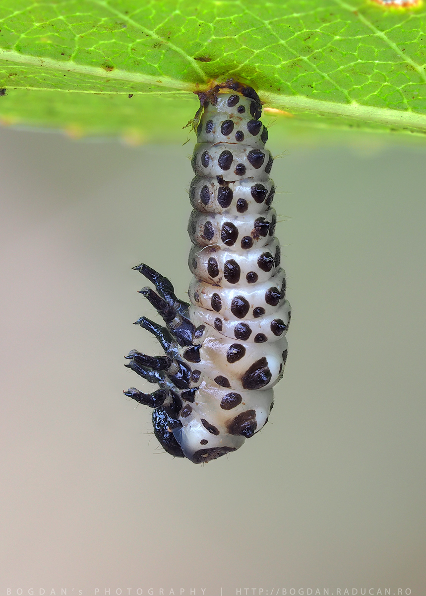 Chrysomela populi (larva)