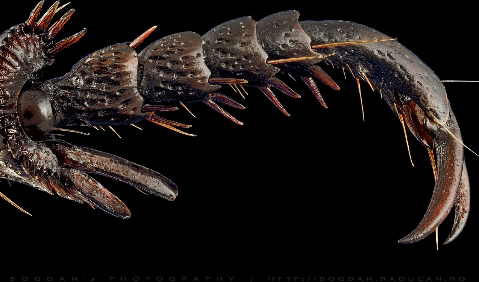 Detaliu picior carabus