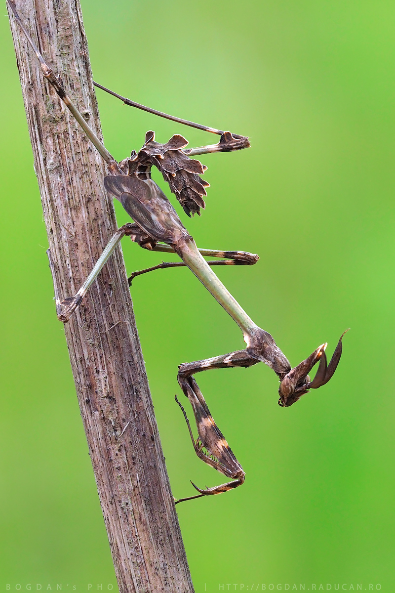 Empusa Fasciata