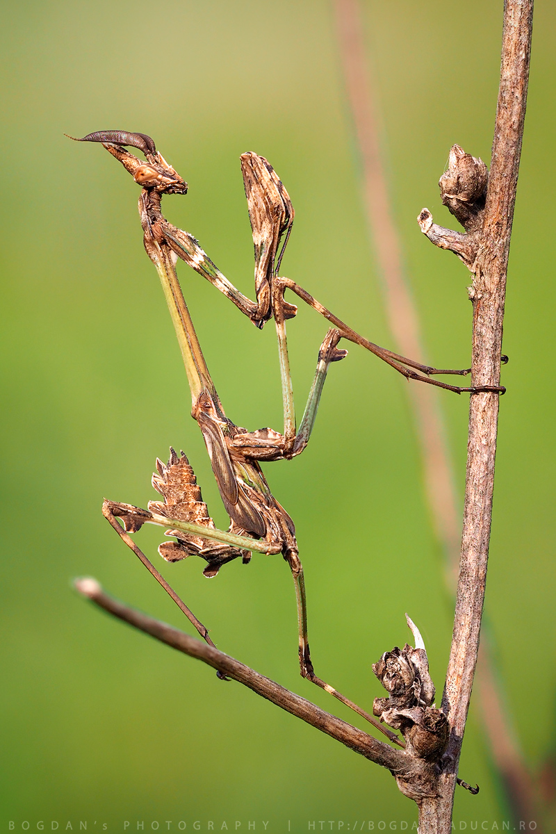 Empusa Fasciata