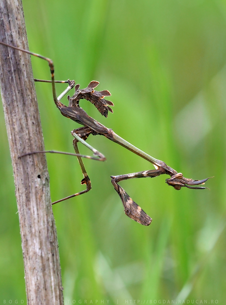 Empusa Fasciata