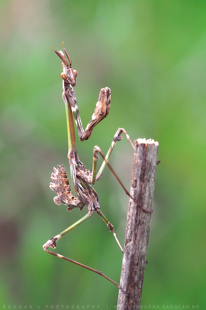 Empusa Fasciata