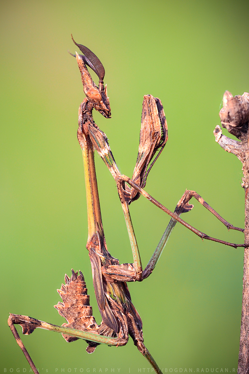 Empusa Fasciata