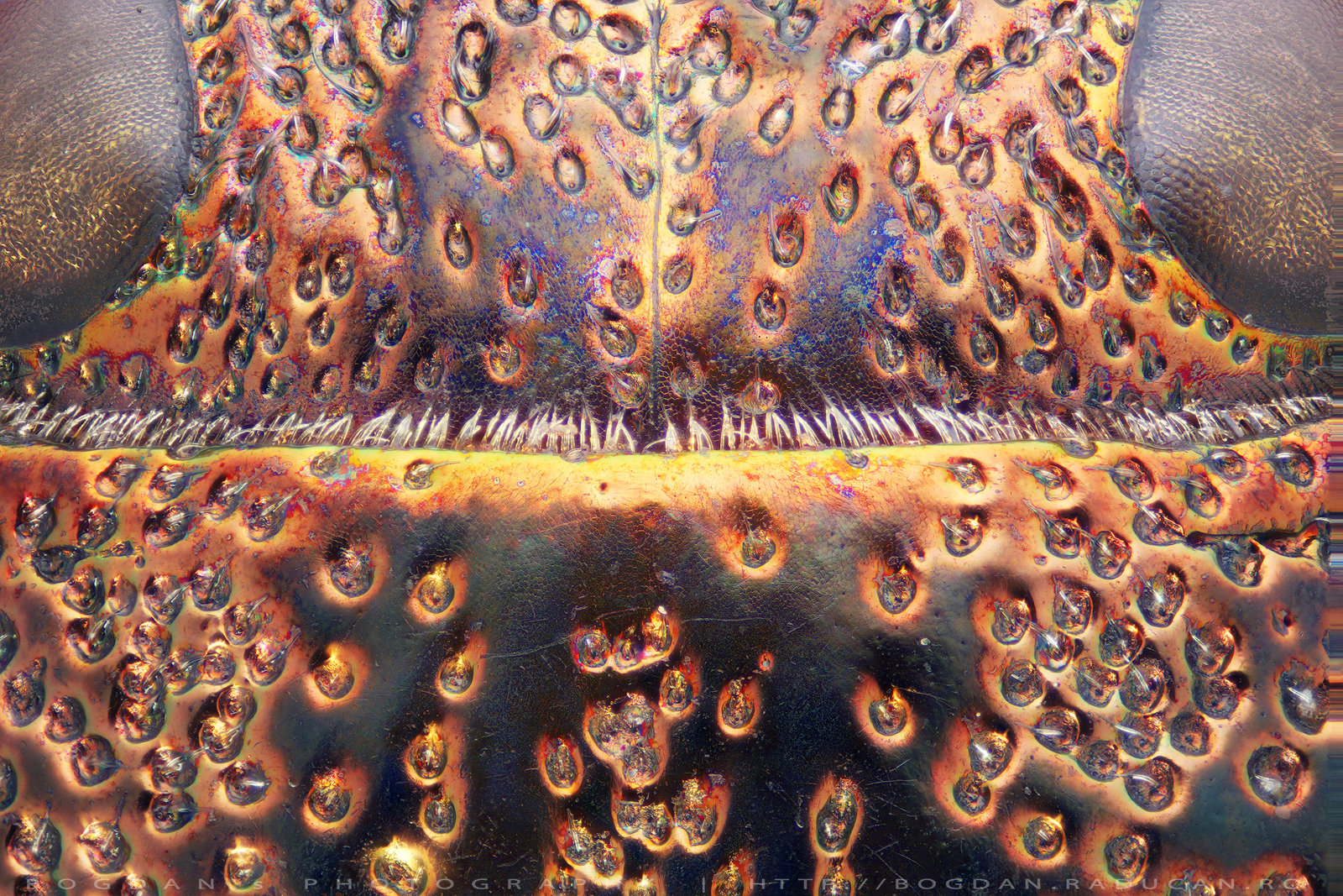 Gandac giuvaier Eurythyrea-