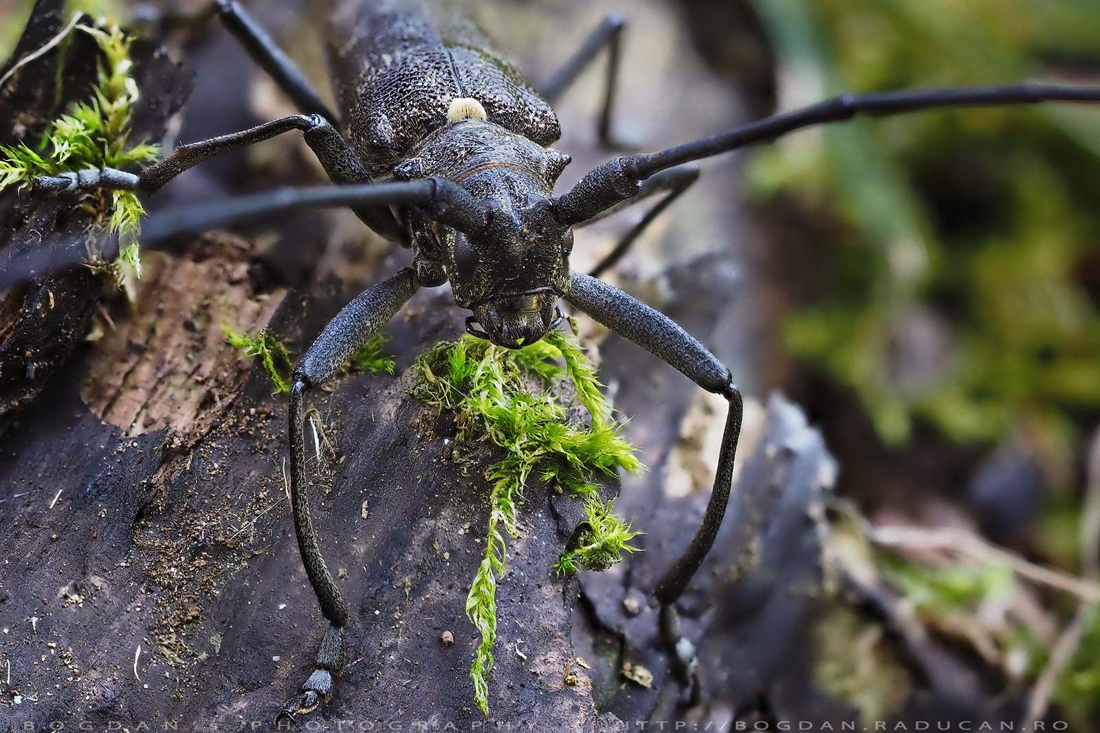 Gandac croitor (Monochamus)