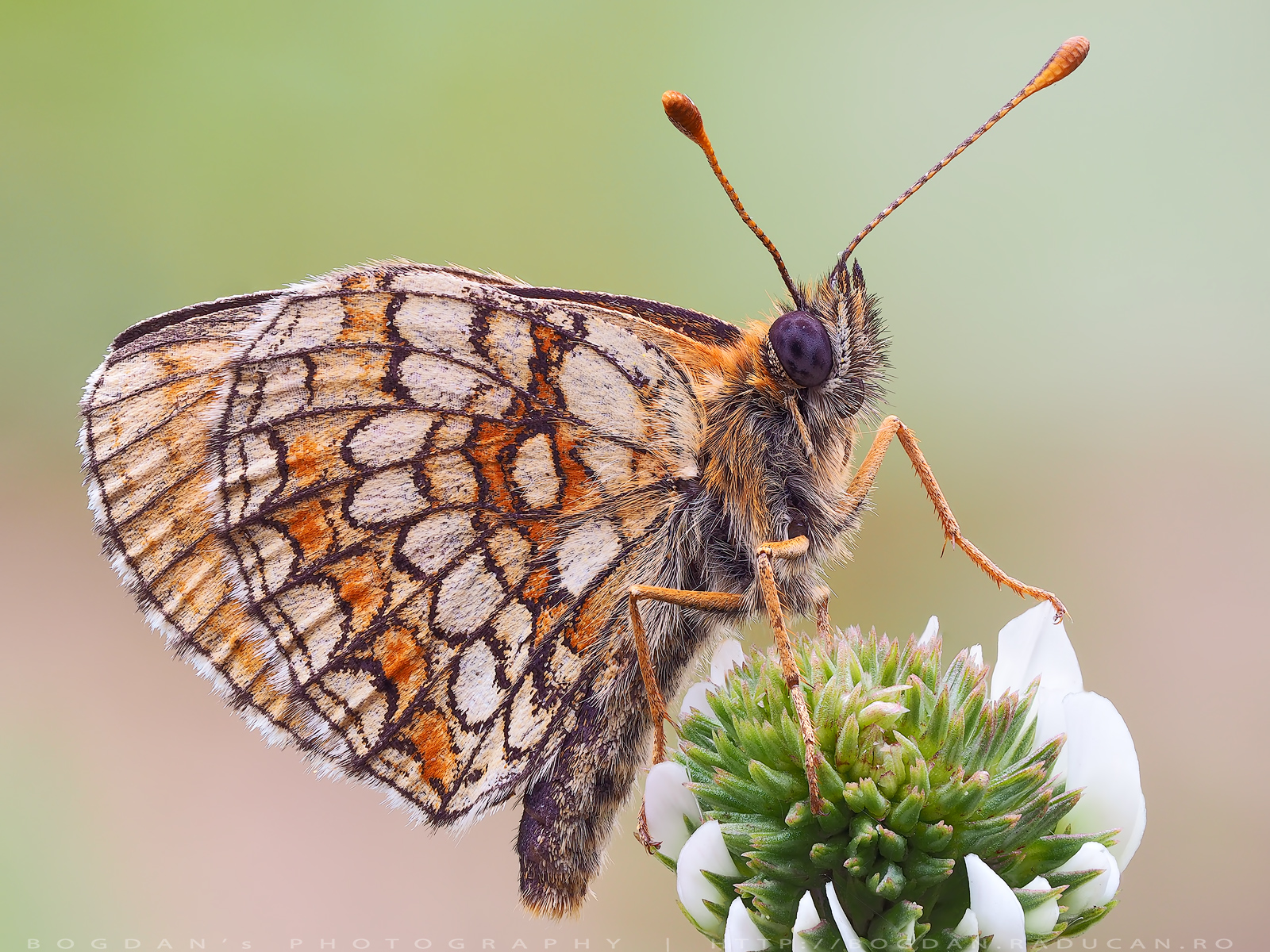 Melitaea britomartis