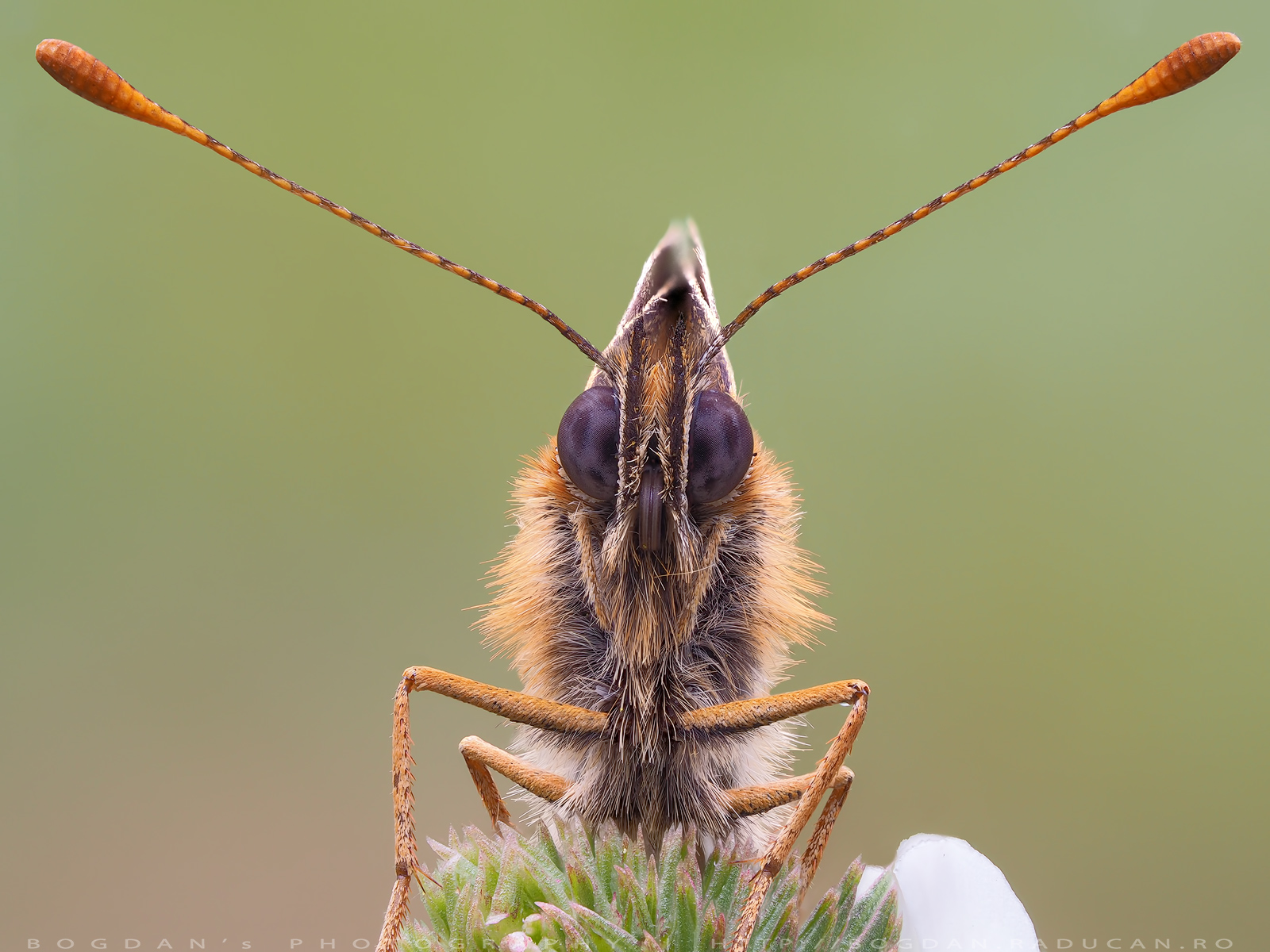 Melitaea britomartis