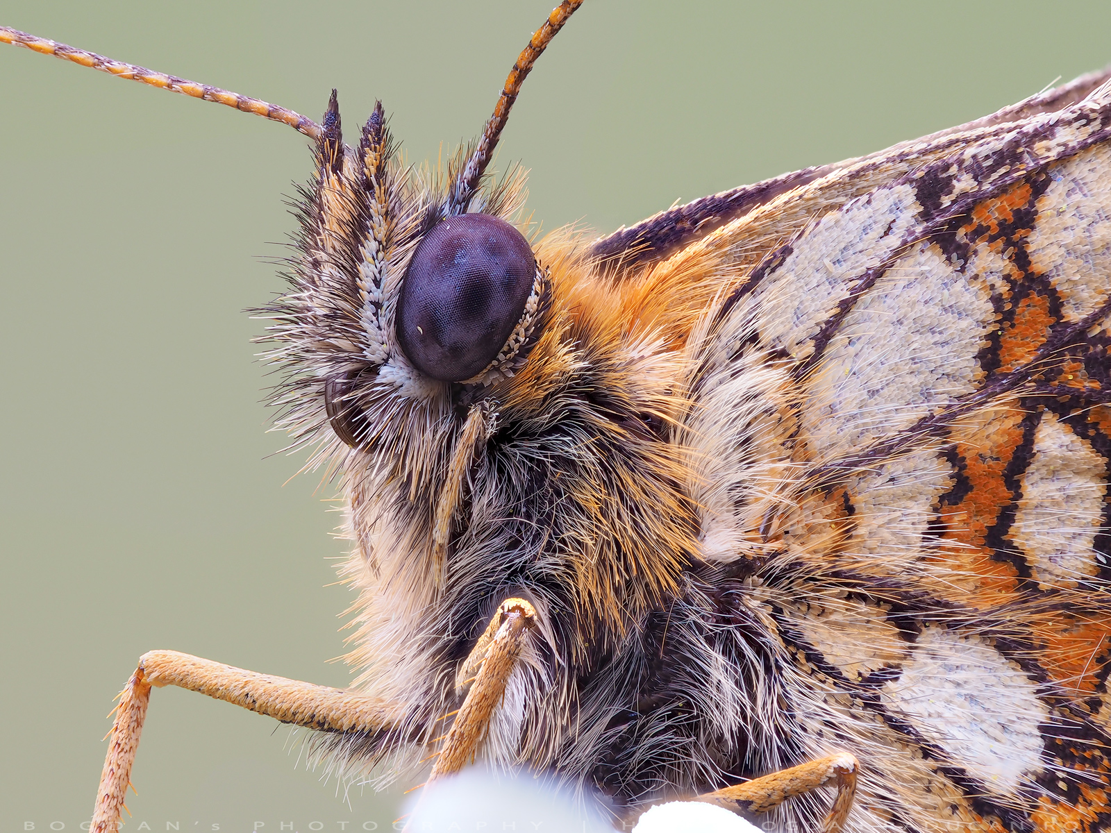 Melitaea britomartis