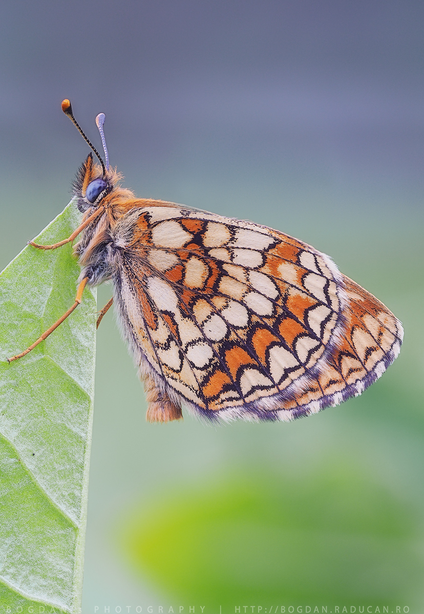 Melitaea britomartis