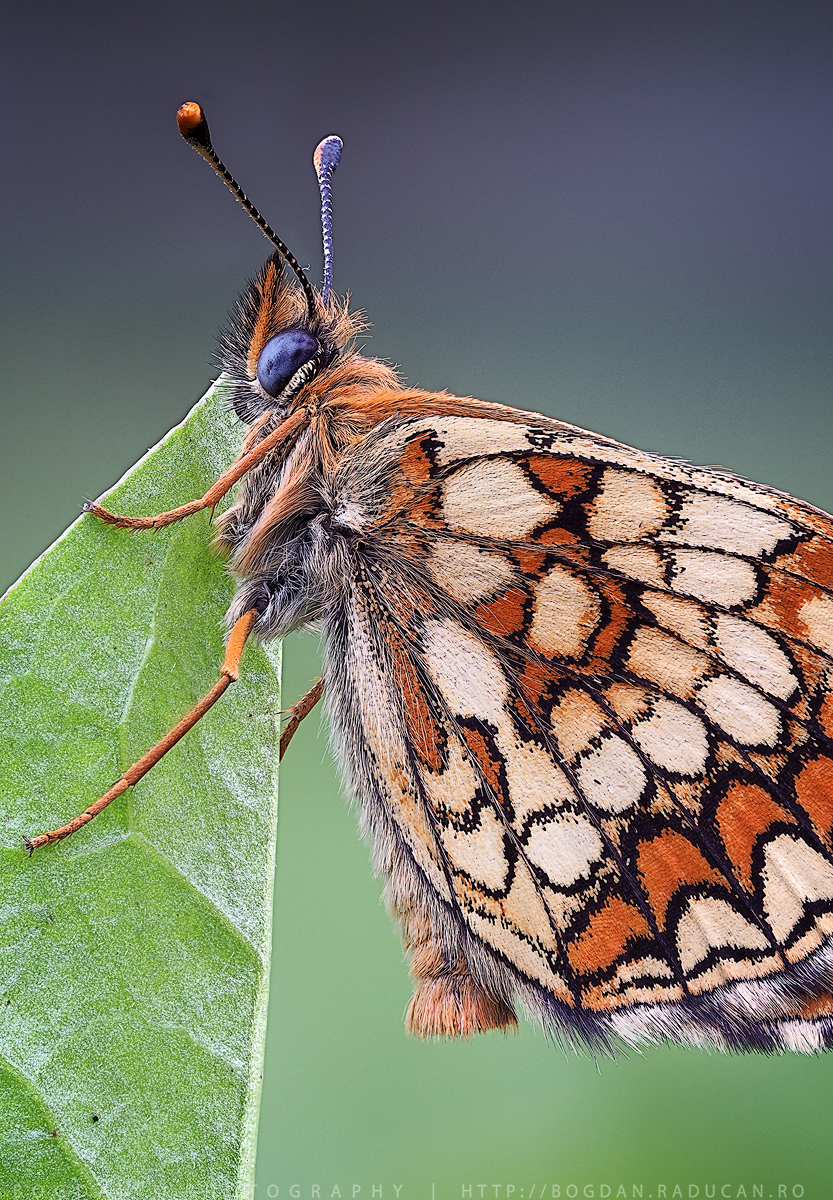 Melitaea britomartis