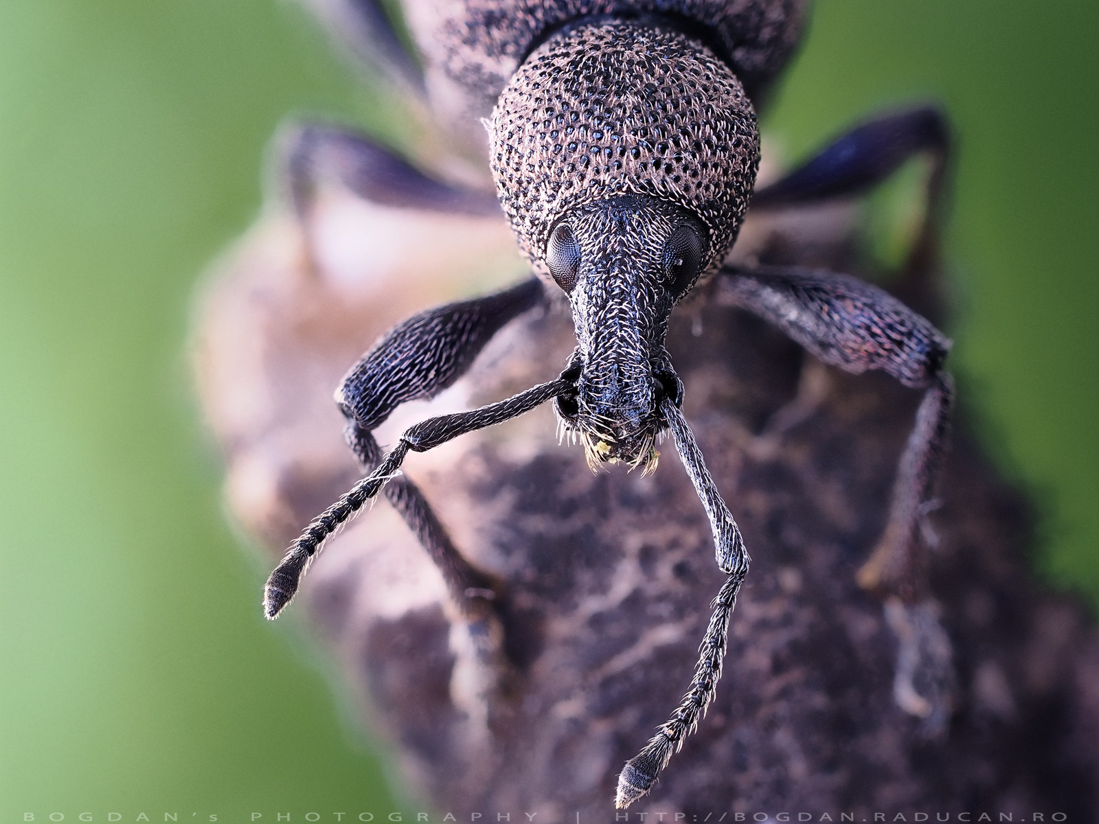 Gandac cu cioc sau Trombar