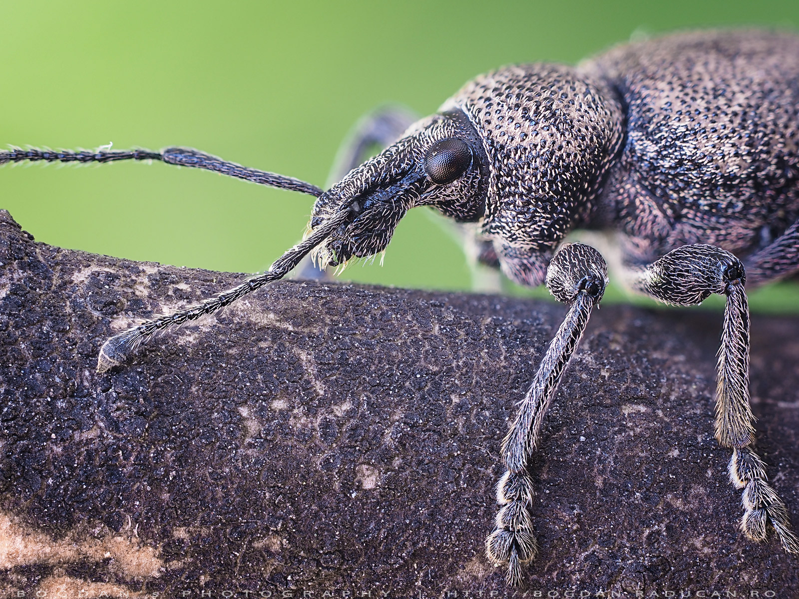 Gandac cu cioc sau Trombar