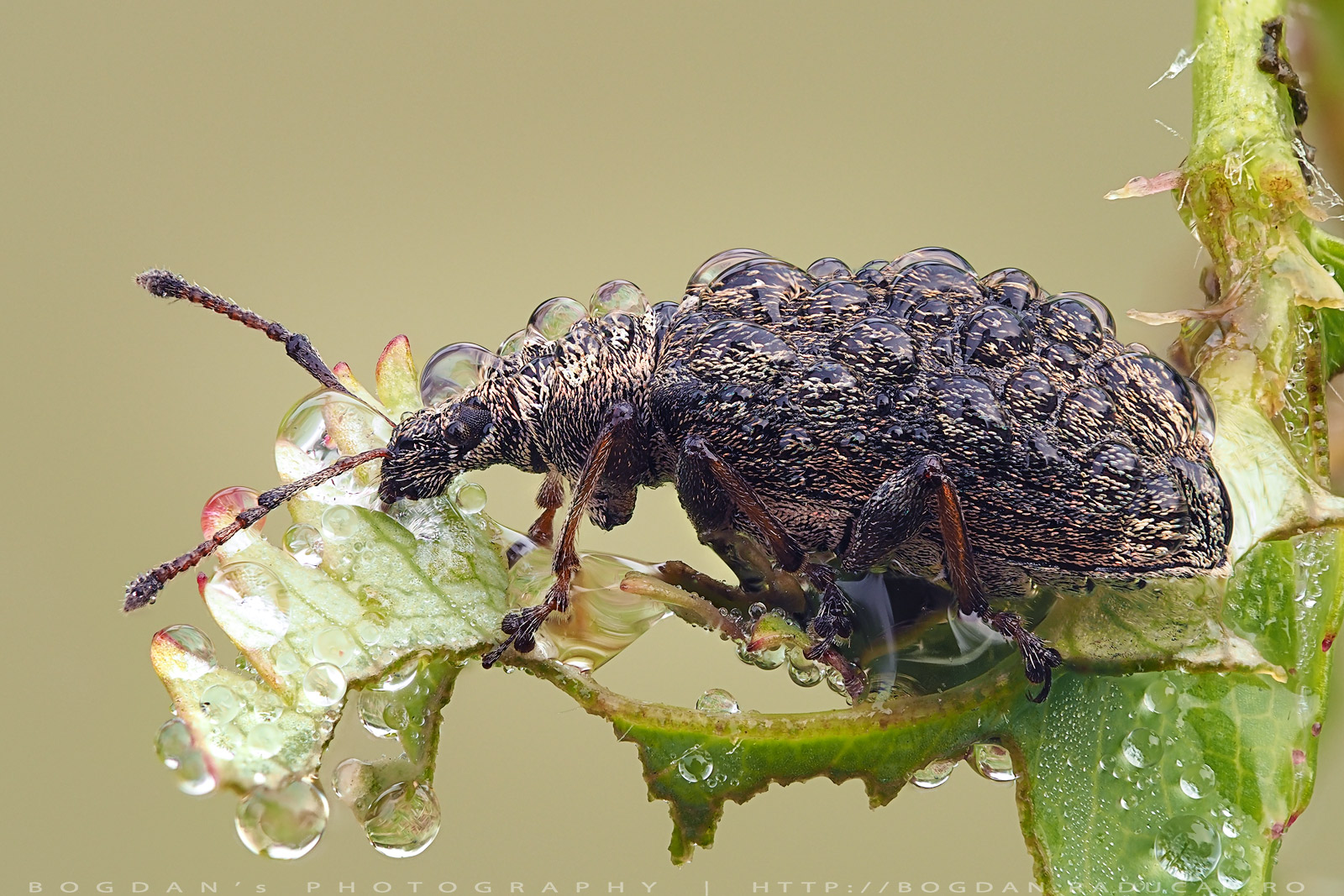 Gandac cu cioc sau Trombar