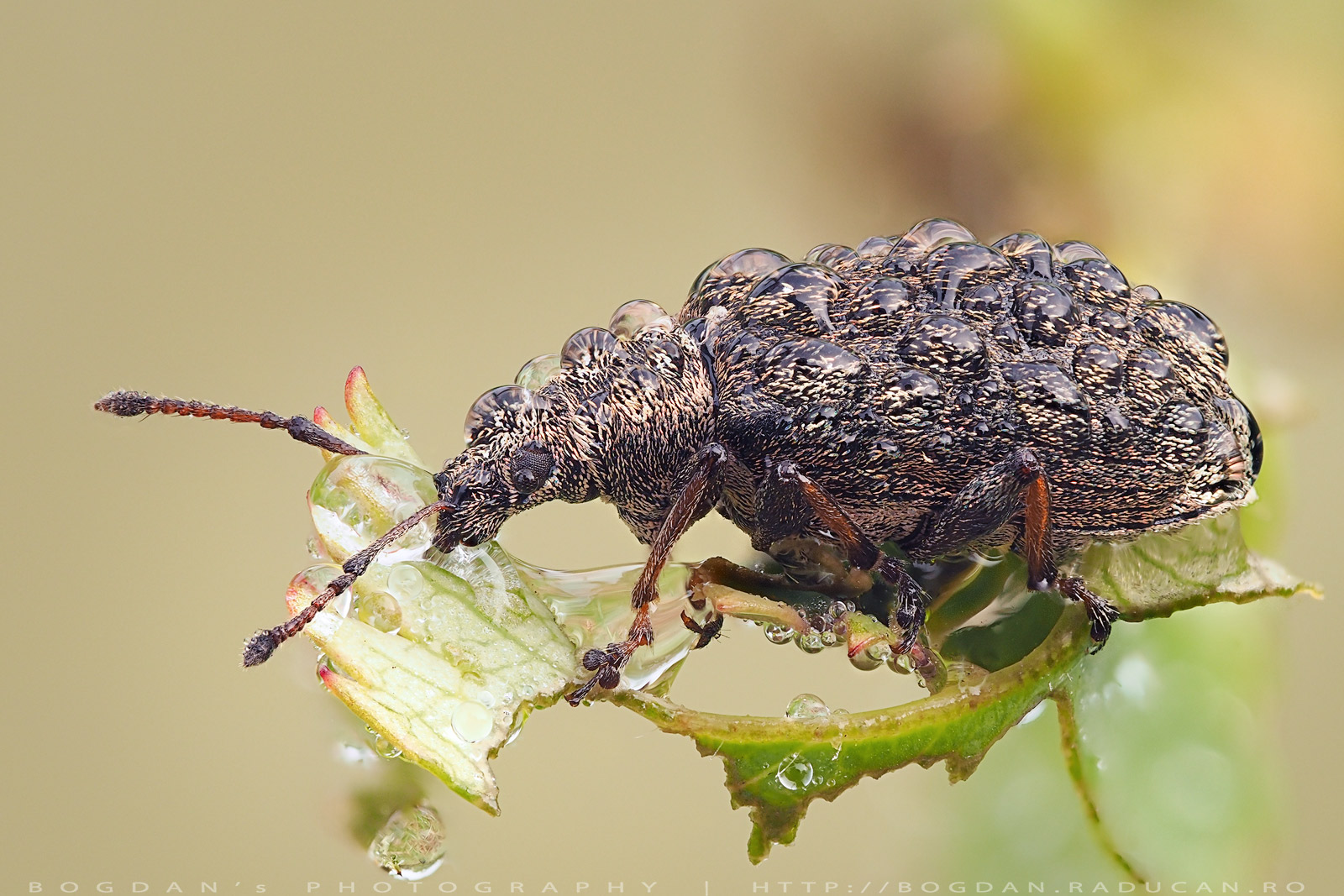 Gandac cu cioc sau Trombar