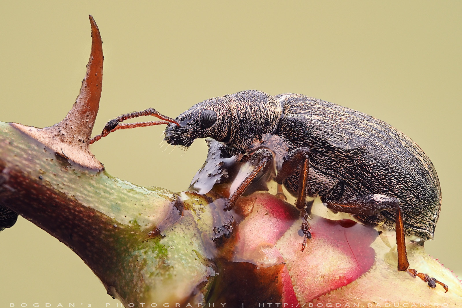 Gandac cu cioc sau Trombar