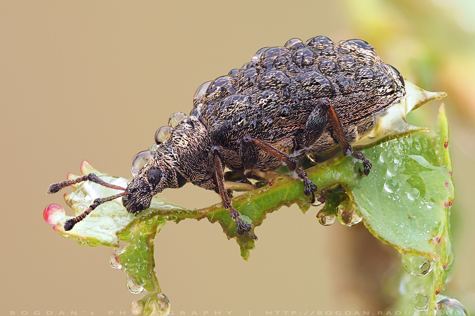 Gandac cu cioc sau Trombar
