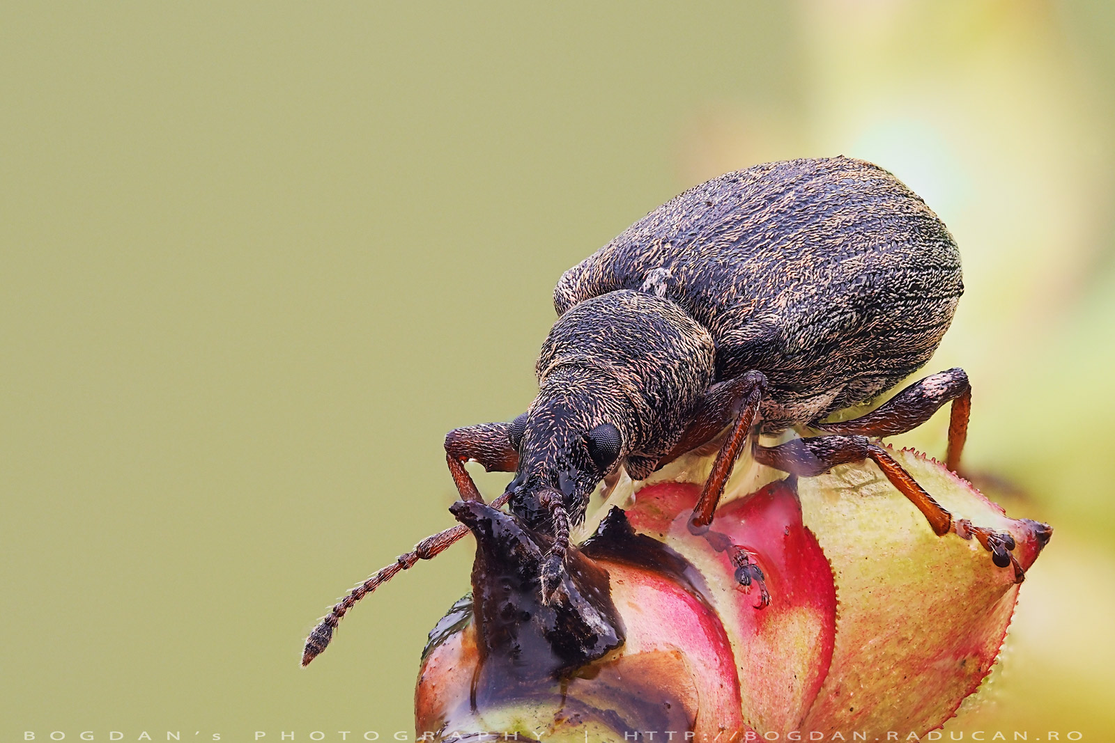 Gandac cu cioc sau Trombar