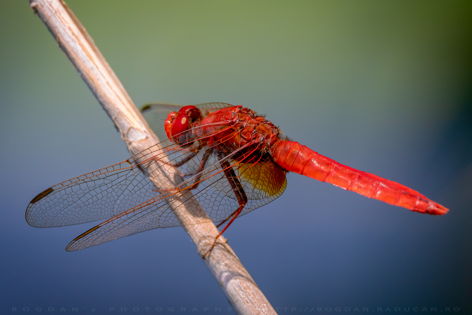 Libelula rosie / Scarlet Dragonfly (Crocothemis erythraea)