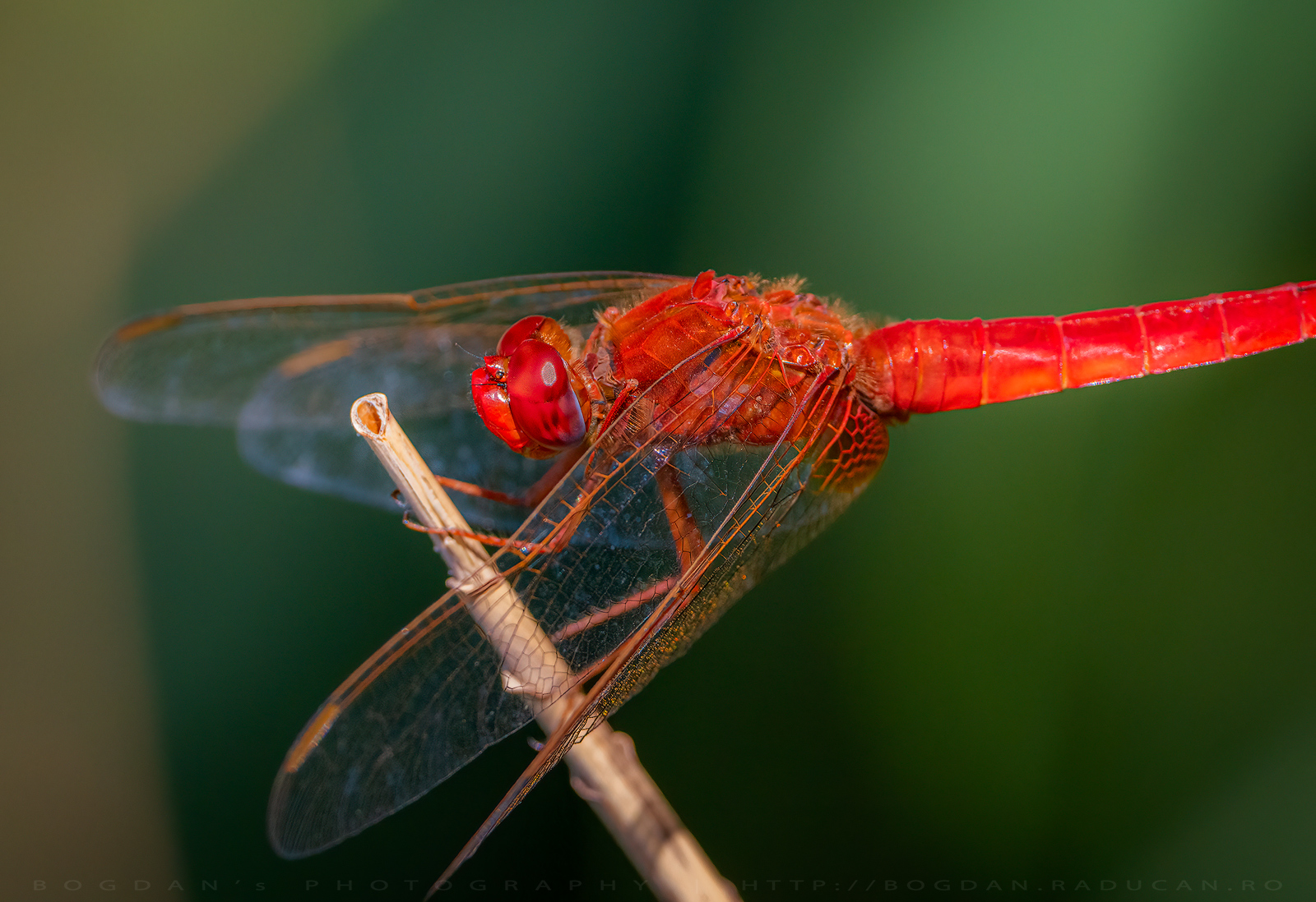 Libelula rosie / Scarlet Dragonfly (Crocothemis erythraea)