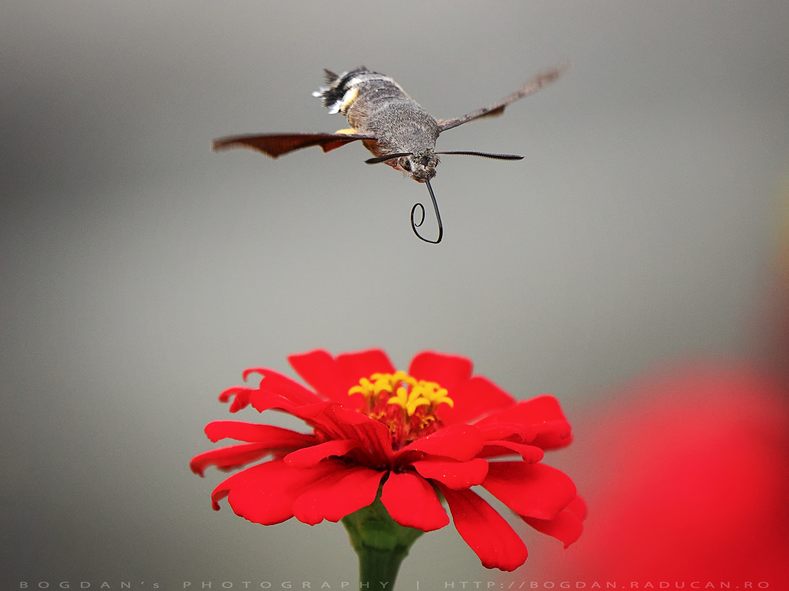 Molia colibri (Macroglossum stellatarum)