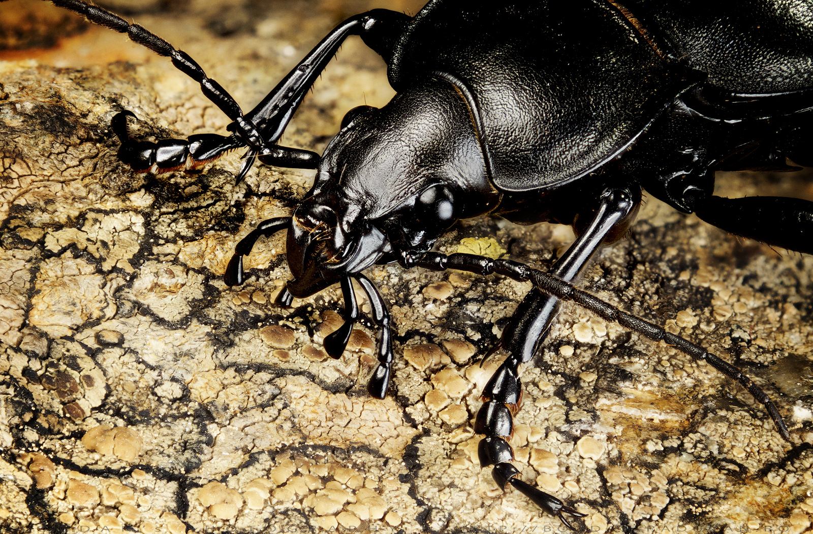 Carabus