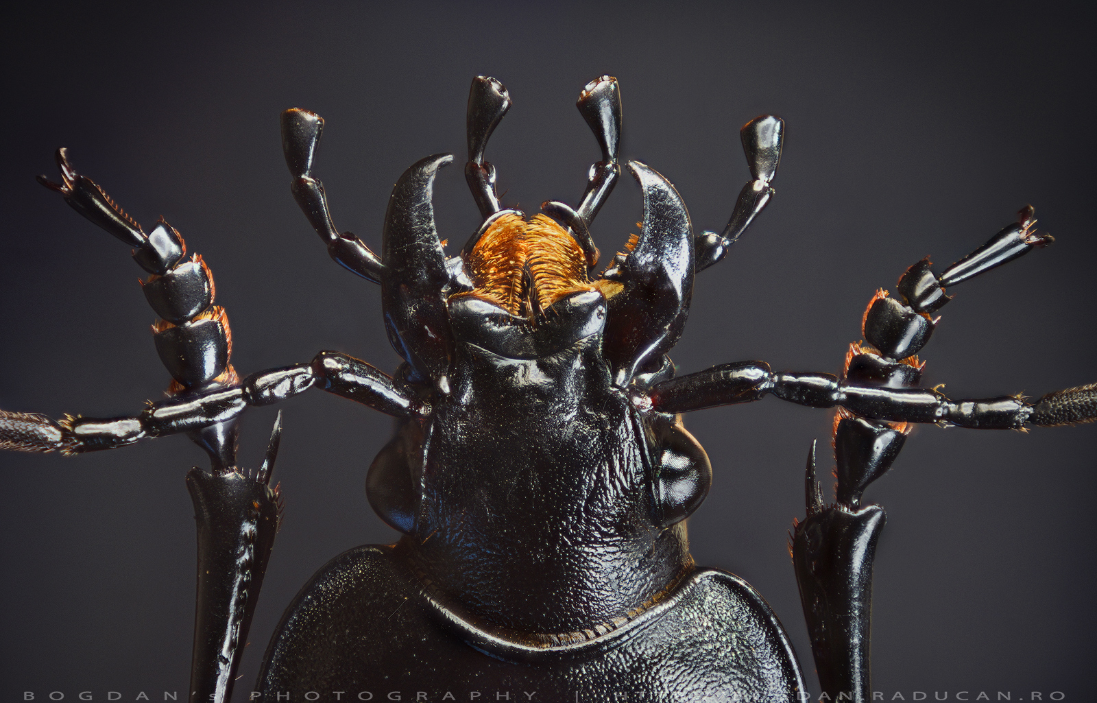 Carabus - vedere ventrala