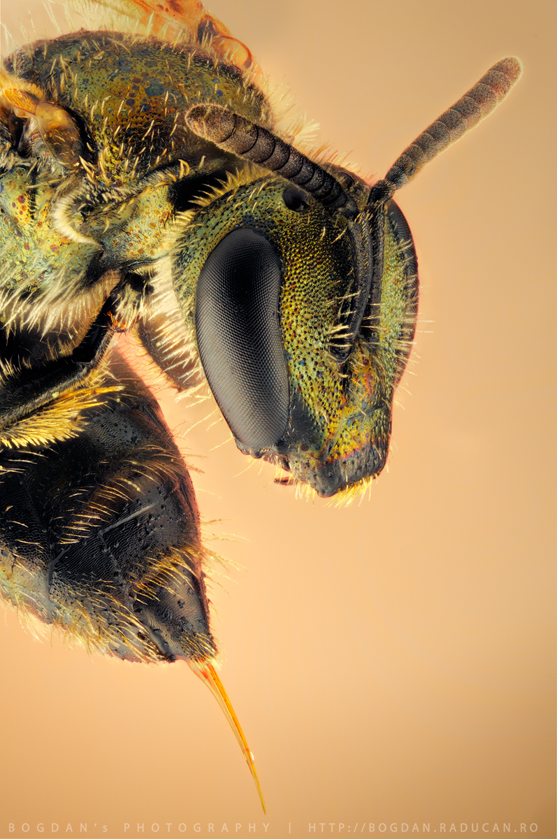 Albina - pozitie de atac Family: Halictidae