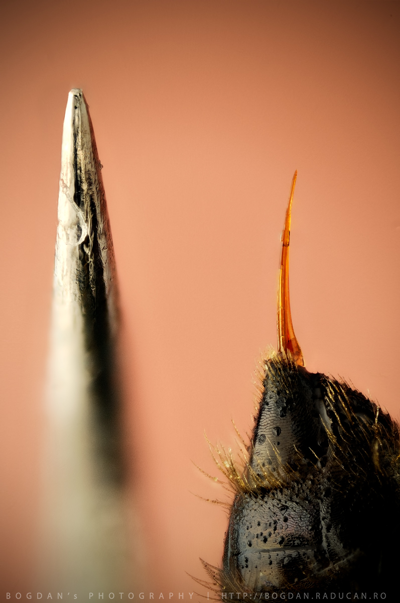 Comparatie ac albina