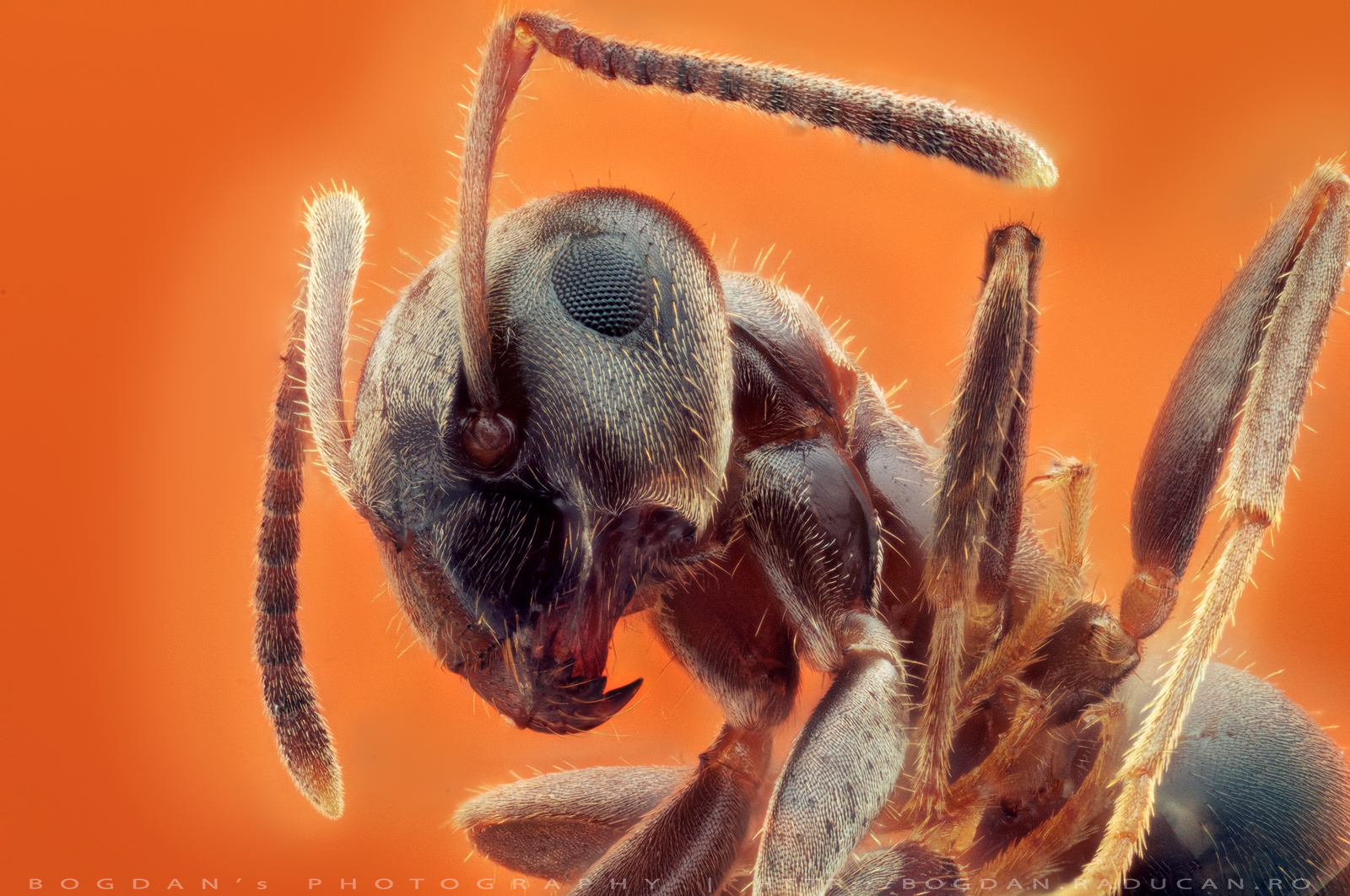 Furnica rosie Ordin: Hymenoptera Familie: Formicidae