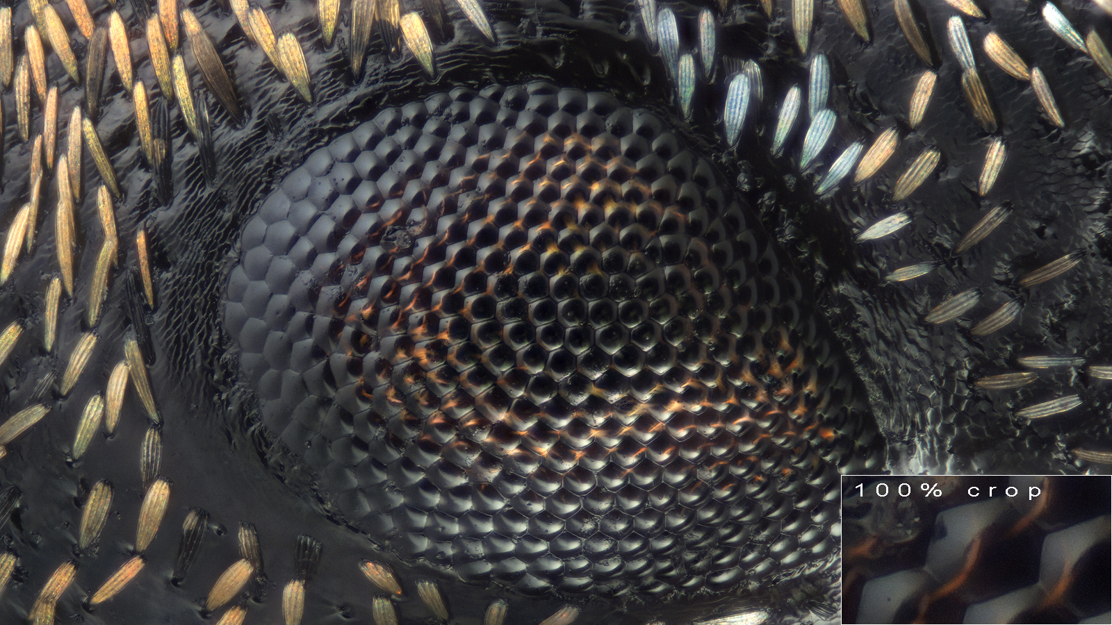 Gandac cu cioc (detaliu)