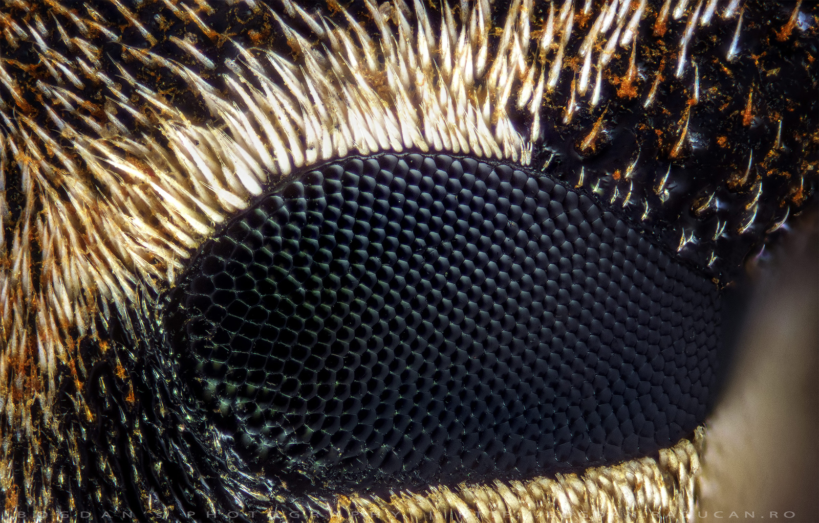 Gandac cu cioc (detaliu)