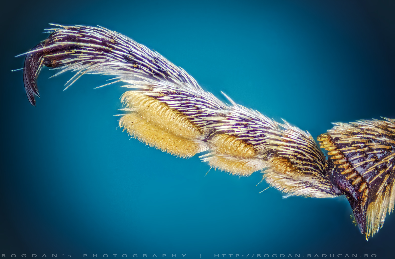 Gandac cu cioc (detaliu)