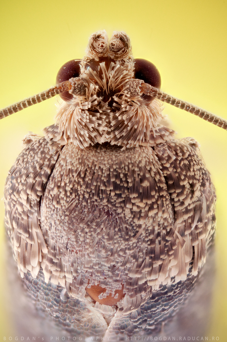 Molie vedere dorsala