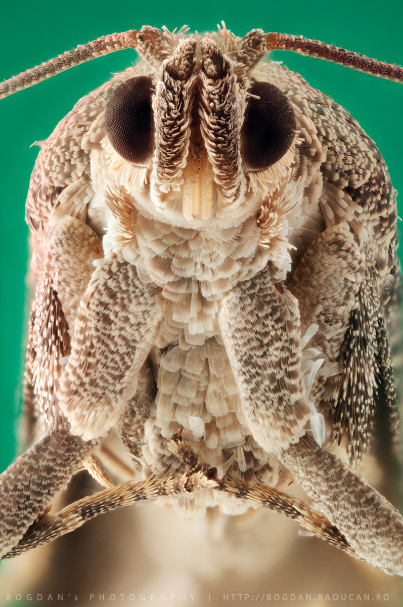 Molie vedere ventrala