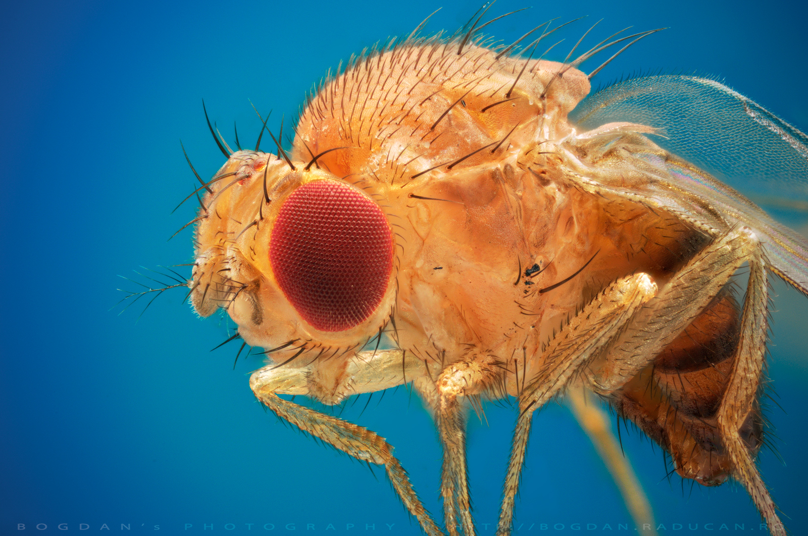 Order: Diptera Family: Drosophilidae