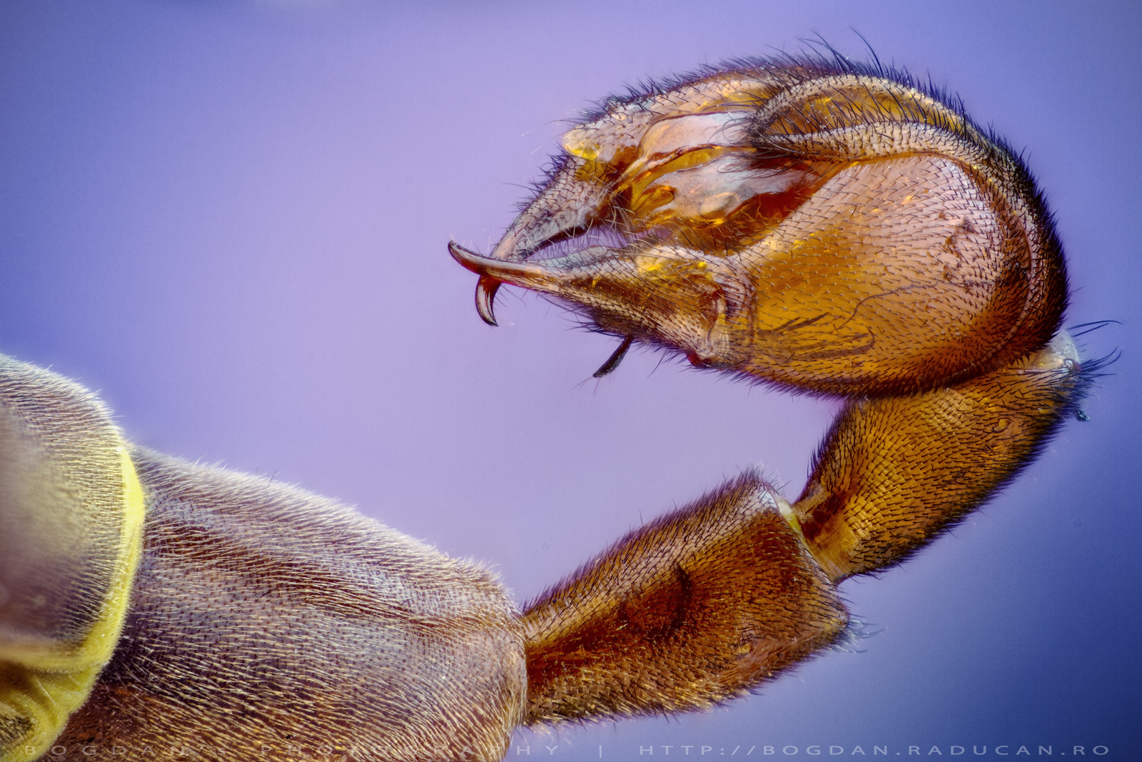 Musca scorpion coada