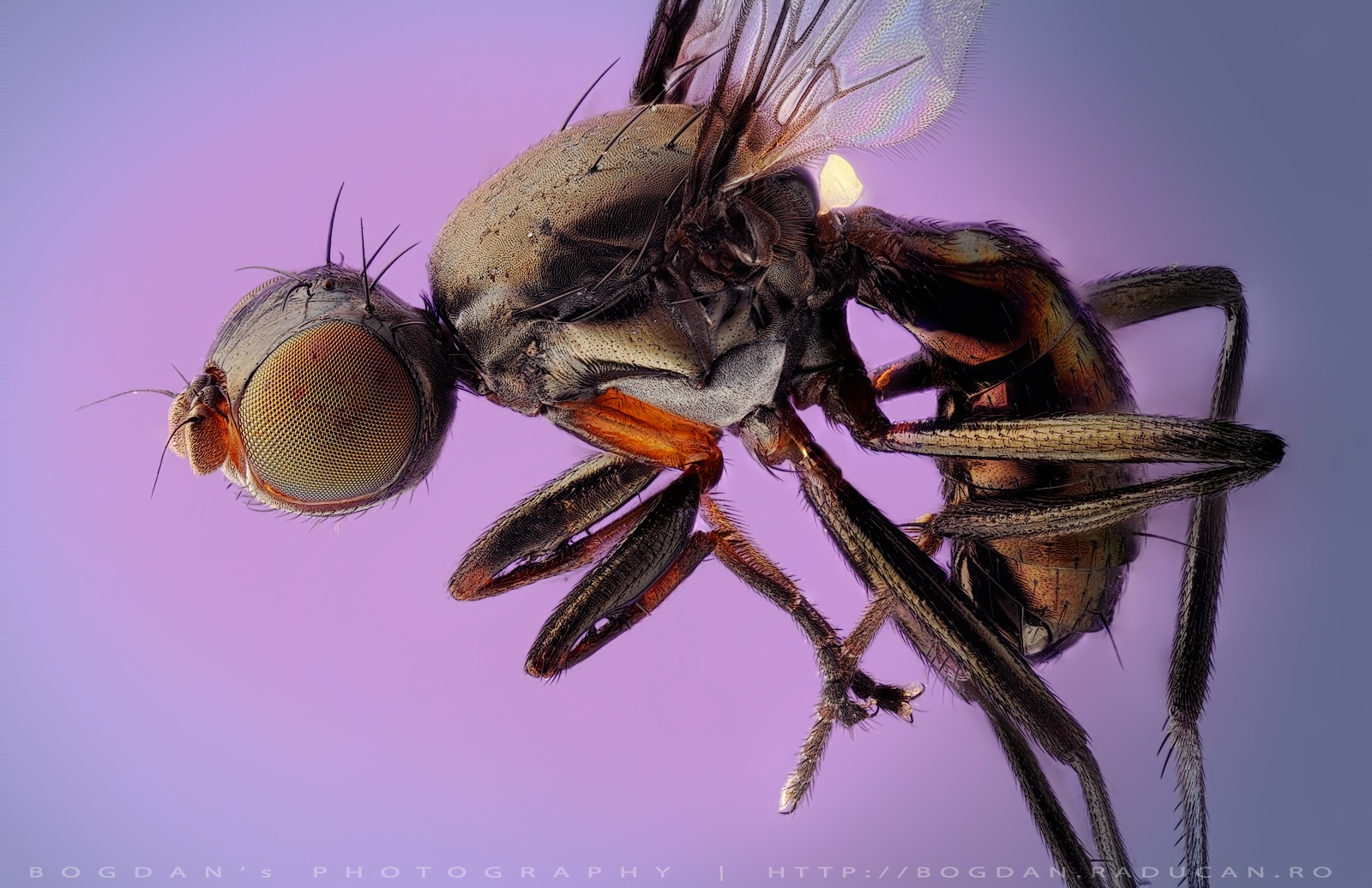 Musca familie: Sepsidae