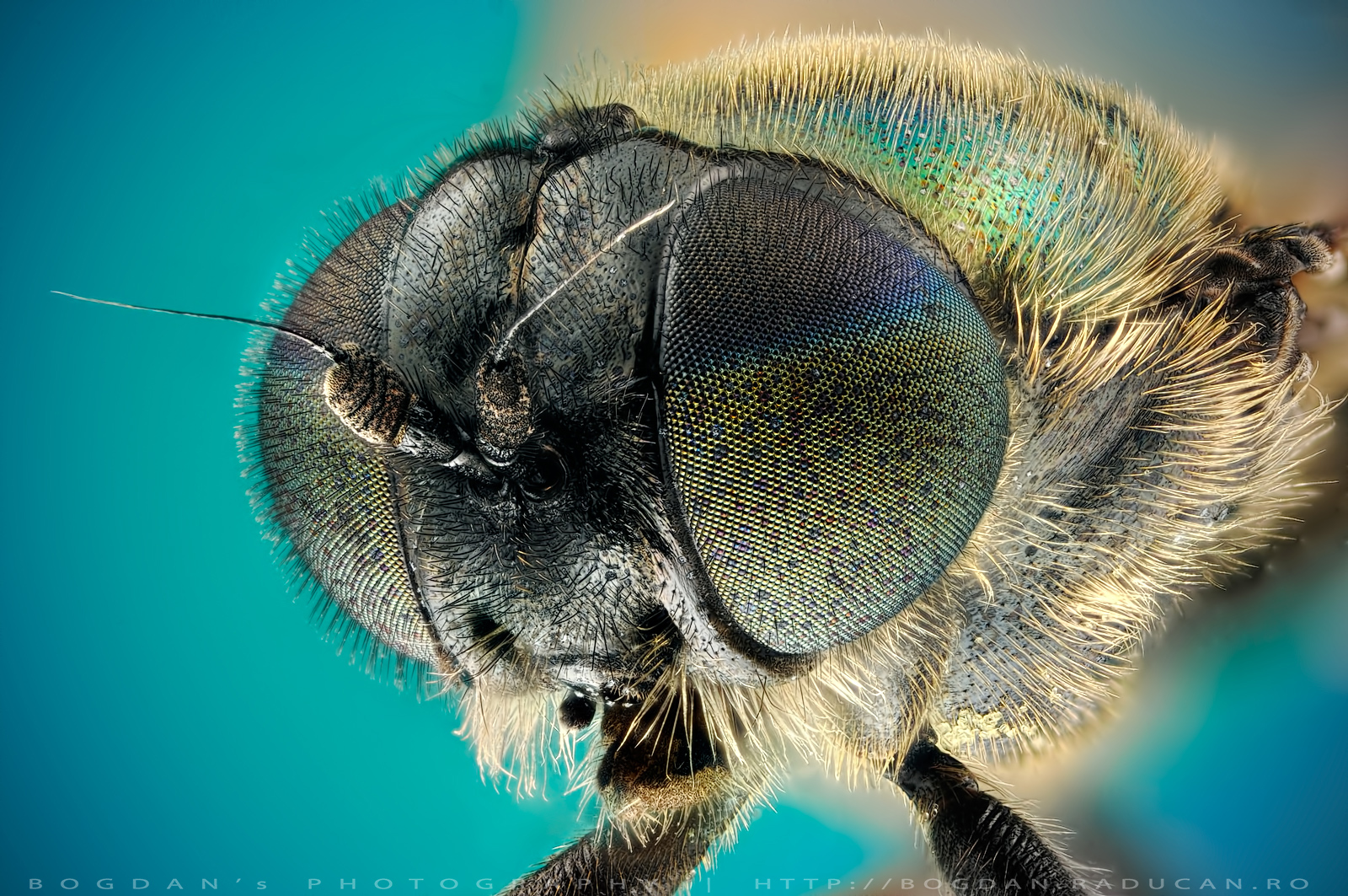 Musca Soldat Diptera, Stratiomyidae