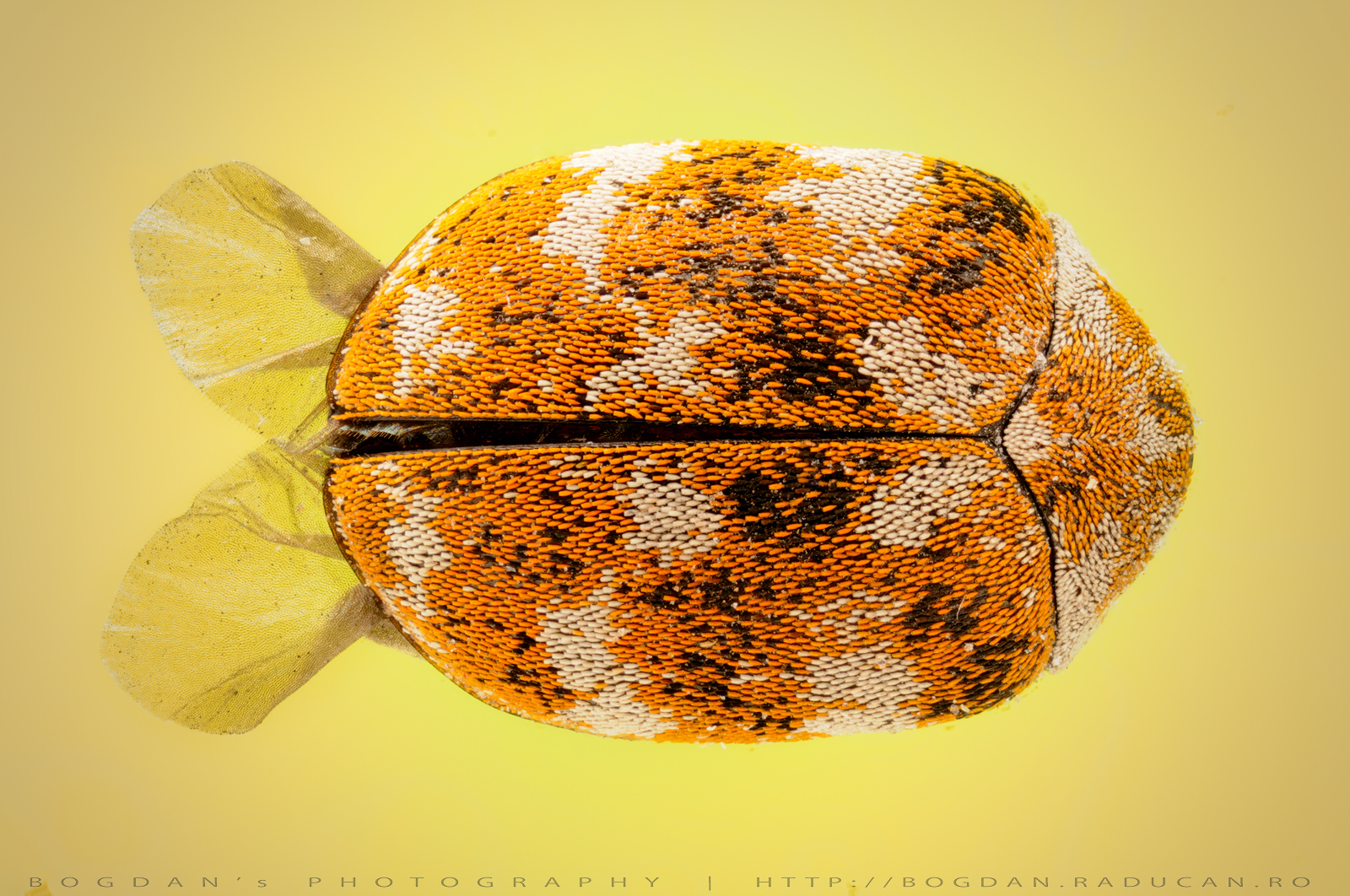 O gaza sau un peste ?