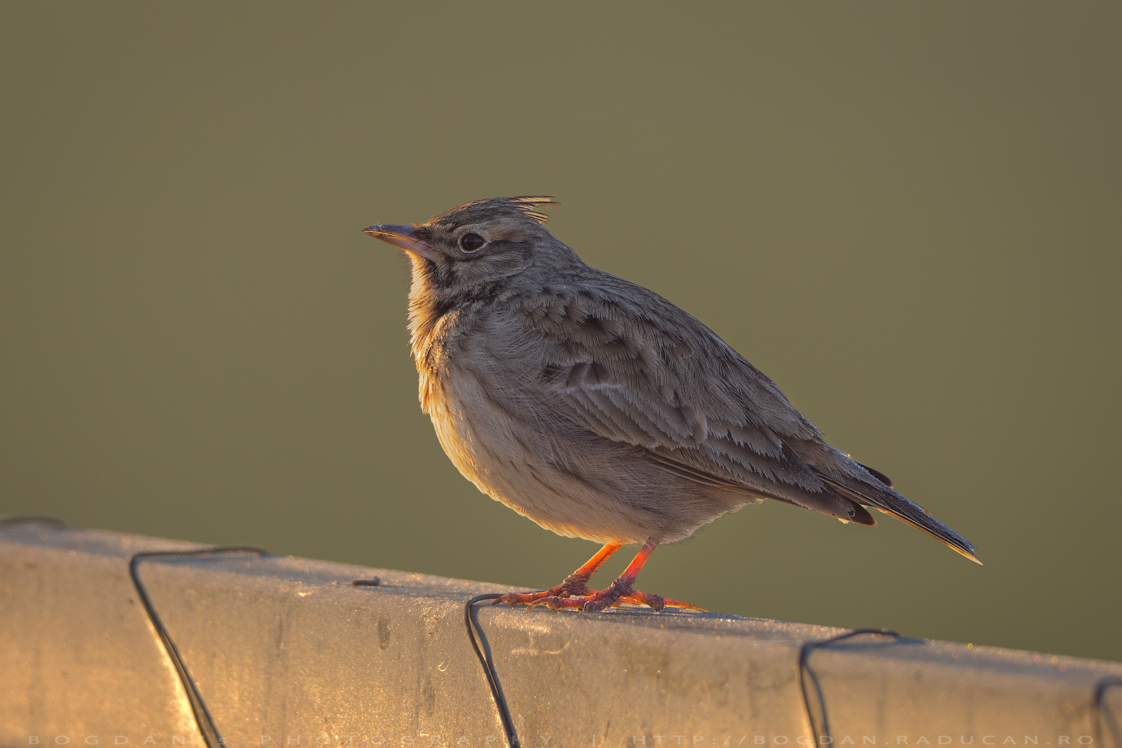 Ciocârlanul / Crested lark (Galerida cristata)