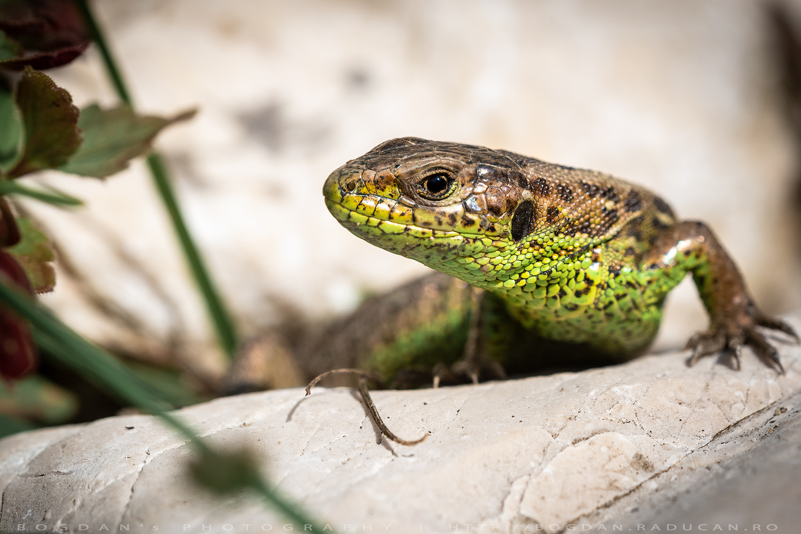 Guster / Sand lizard (Lacerta agilis)