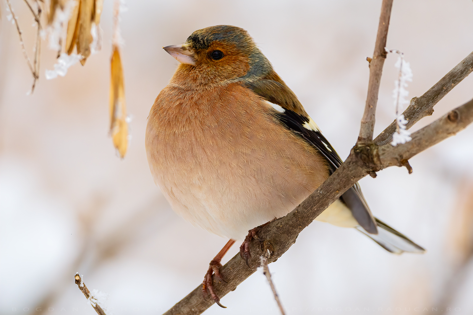 Cinteza / Chaffinch (Fringilla coelebs)