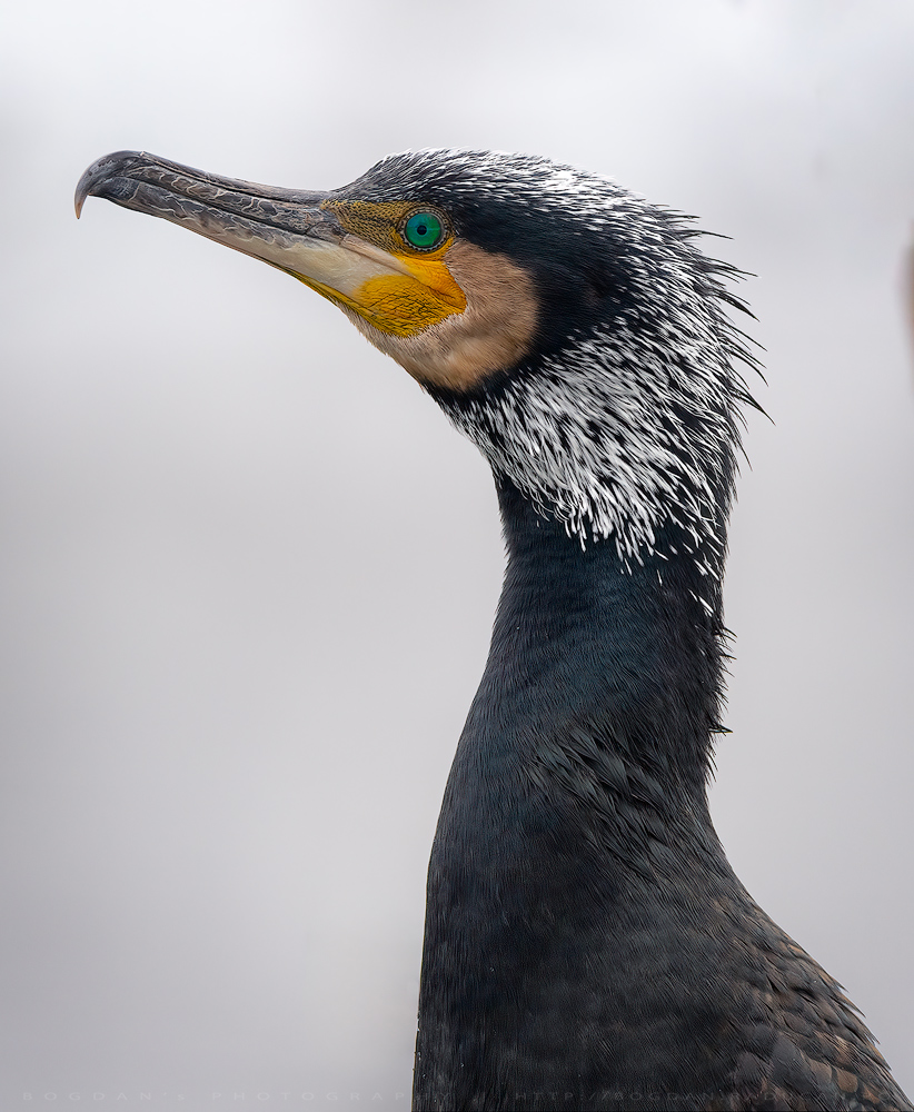 Cormoranul mare / Great cormorant (Phalacrocorax carbo)
