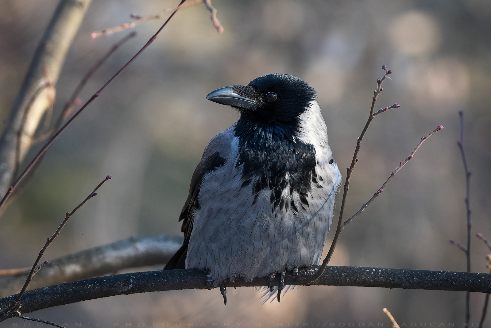 Cioara grivă / Crow (Corvus cornix)