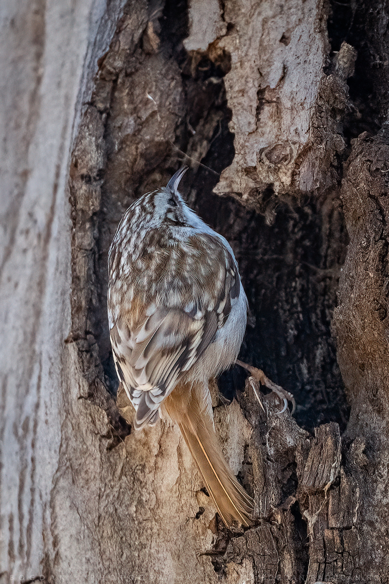 Cojoaica de pădure / Treecreeper (Certhia familiaris)