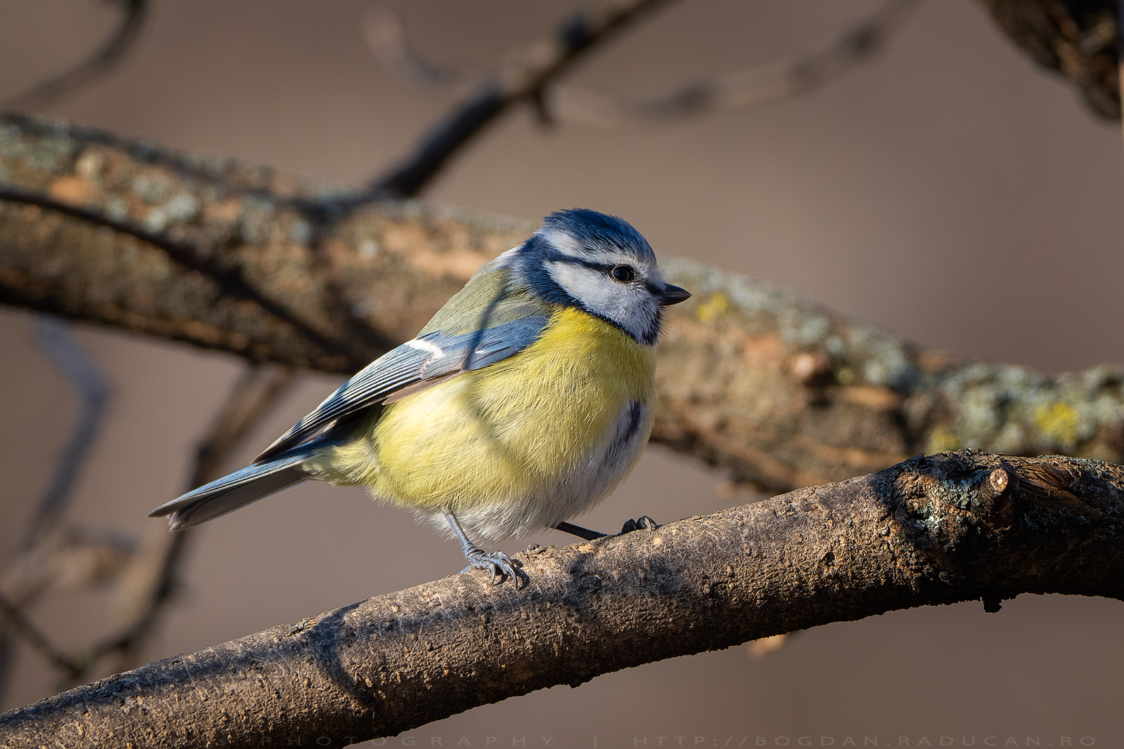 Pițigoiul albastru / Blue tit (Cyanistes caeruleus)