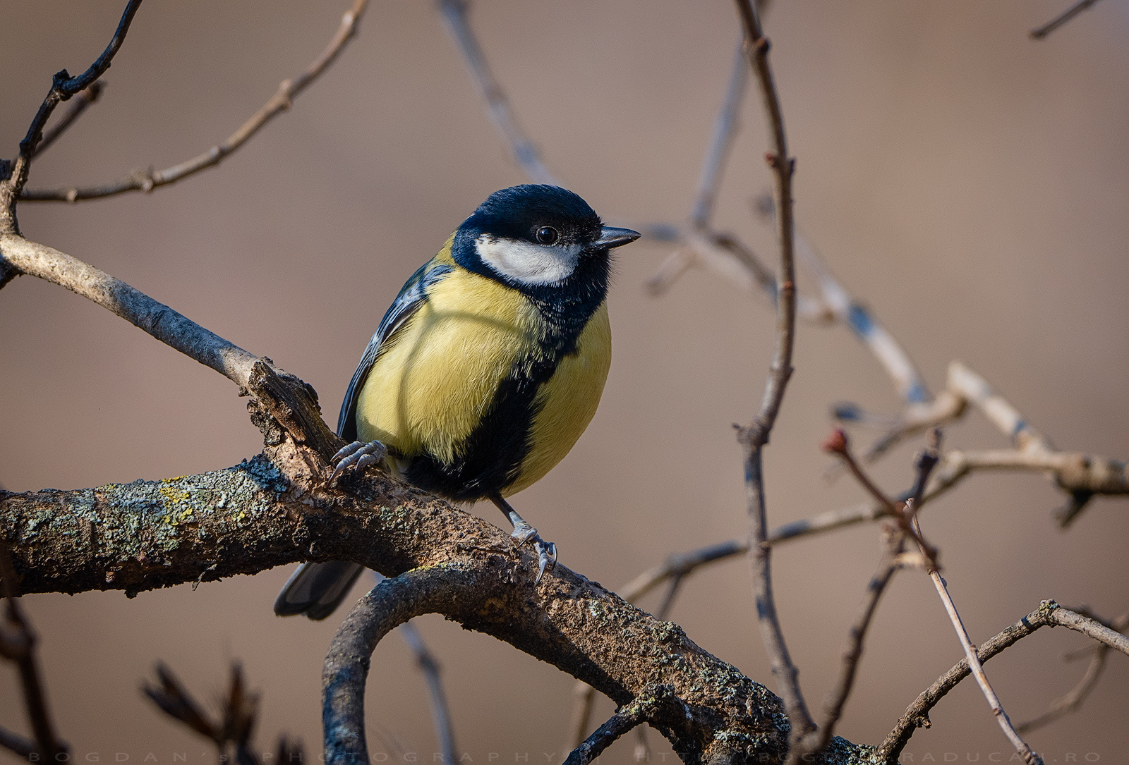 Pițigoiul mare / Great tit (Parus major)
