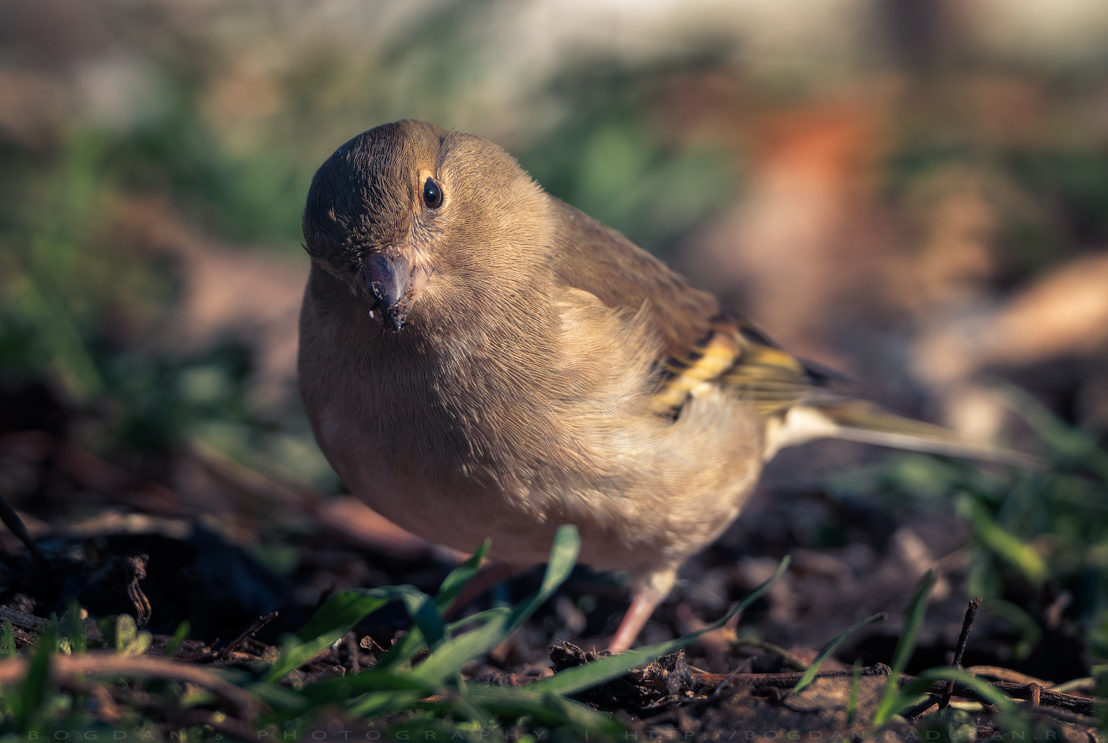 Cinteza / Chaffinch (Fringilla coelebs)