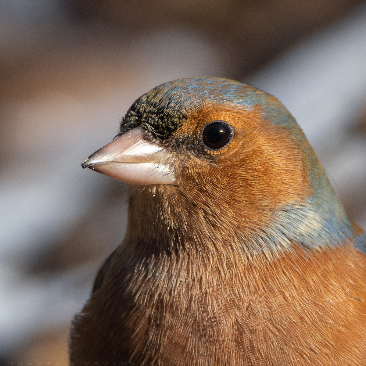 Cinteza / Chaffinch (Fringilla coelebs)